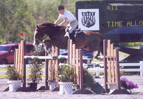 Celtic Knight, imported Irish Sport Horse, show jumper, hunter, eventer